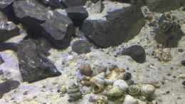 aquarium-von-steffi66-tanganjika-cavern_Neothauma- und andere Schneckengehäuse