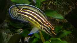 aquarium-von-steffi66-tanganjika-cavern_Julidochromis regani 