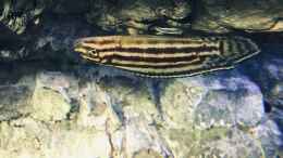 Foto mit Julidochromis regani im Rückenschwumm 