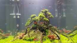 aquarium-von-enyo-drachenberg-60x60x60-cube_Tag 35