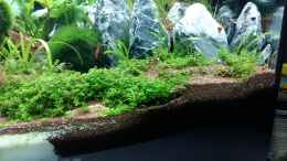 aquarium-von-spawngrow-garnelen-heimat_perlkraut und sagitaria neu organisieren 