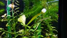 aquarium-von-micha-wb-becken-3345_Echinodorus Ozelot mit Ableger und Blüte