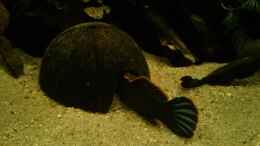 aquarium-von-aquatobi90-becken-33453_Schlüpf in die Kokosnuss mit 18 cm #1