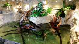 aquarium-von-hayabusa-rochen-becken-potamotrygon_Rochen Becken,Potamotrygon