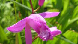 Foto mit Japanorchidee (Bletilla japonica), eine der am einfachsten zu