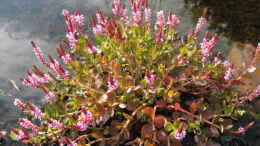 Foto mit Rotala rotundifolia in natürlicher Wuchsform und voll in Blüte
