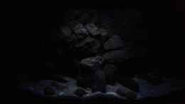 aquarium-von-rinsu-mbuna-tempel_Mondlicht 