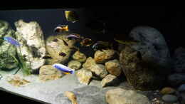 aquarium-von-andreas32-malawi-2-aufgeloest--nur-noch-beispiel-_