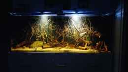 aquarium-von-alien2k-amazonas-wurzelbiotop--nur-noch-als-beispiel-_Gesamtansicht