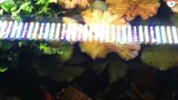 aquarium-von-guenter-unser-raumteiler_Ledbeleuchtung