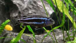 aquarium-von-kojandt-mbuna-garten_Melanochromis