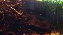 aquarium-von-raven887-nebenfluss-des-rio-negros_Rote Neons