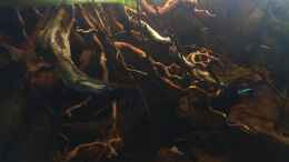 aquarium-von-raven887-nebenfluss-des-rio-negros_Ausschnitt aus Nebenfluss des Rio Negros 
