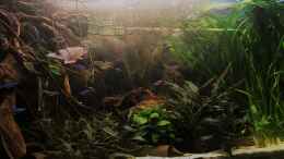 aquarium-von-raven887-nebenfluss-des-rio-negros_Ansicht Salmler Aquarium