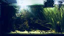 aquarium-von-raven887-nebenfluss-des-rio-negros_