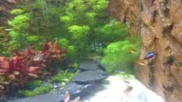 aquarium-von-sanyarhu-trigon-350-mit-selbstgebauter-rueckwand_Es grünt so Grün 