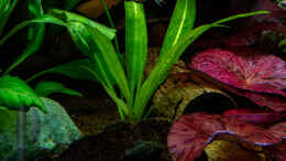 aquarium-von-herr-lampe-lampes-gesellschaftsbecken_Seemandelbaumrinde zwischen den Pflanzen