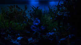 aquarium-von-herr-lampe-lampes-gesellschaftsbecken_2018-12 Rest Tageslicht mit Mondlicht