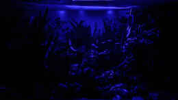 aquarium-von-herr-lampe-lampes-gesellschaftsbecken_2017 Mein Aquarium mit eingeschaltetem Mondlicht