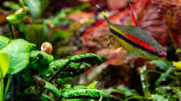 Aquarium einrichten mit 2020-01 Rotstreifen-Torpedofisch - Sahyadria denisonii