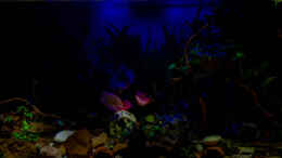 aquarium-von-herr-lampe-lampes-gesellschaftsbecken_2018-12 Becken mit Mondlicht - Vordergrund mit Taschenlampe 