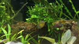 aquarium-von-schmitzkatze-kongo-260-nur-noch-als-eb_Pelvicachromis Suboccelatus Moulondo