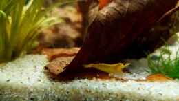 aquarium-von-yoshimaus-trichopsis-pumila-nur-noch-beispiel_Yellow Fire Zwerggarnele