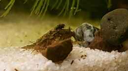 aquarium-von-yoshimaus-trichopsis-pumila-nur-noch-beispiel_Hara jerdoni