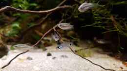 aquarium-von-yoshimaus-trichopsis-pumila-nur-noch-beispiel_