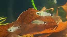 aquarium-von-yoshimaus-trichopsis-pumila-nur-noch-beispiel_Corydoras hastatus