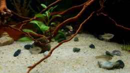 aquarium-von-yoshimaus-trichopsis-pumila-nur-noch-beispiel_