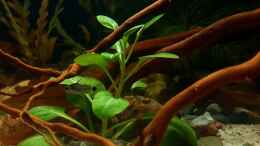 Aquarium einrichten mit  Lobelia cardinalis Mini