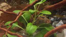 Aquarium einrichten mit Lobelia cardinalis mini