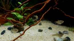 Aquarium einrichten mit Trichopsis pumila