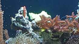 aquarium-von-joau-dennerle-nano-marinus-60l_Trimma rubromaculatus 