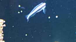 aquarium-von-joau-dennerle-nano-marinus-60l_Blaue Neongrundel 
