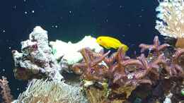 Aquarium einrichten mit Gelbe Korallengrundel gobiodon okinawae 