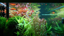 aquarium-von-thomas-barth-becken-33659_Seitenansicht Spiegelung