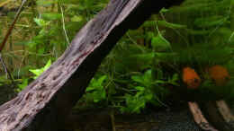 aquarium-von-thomas-barth-becken-33659_Brauner Ohrgitterharnischwels auf Rücken von Ancistrus
