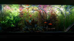 aquarium-von-thomas-barth-becken-33659_Tag vor Pflanzenschnitt