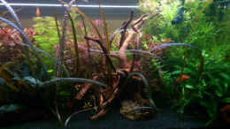 aquarium-von-thomas-barth-becken-33659_Alte Wurzel durch neue Rote Moorwurzel ersetzt