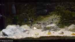 aquarium-von-baembel-my-first-tanganjika_linke Seite