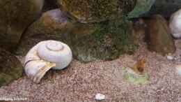 aquarium-von-baembel-my-first-tanganjika_Lanistes nyassanus (Malawi Schneckenhaus)