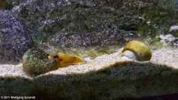 Aquarium einrichten mit Lamprologus ocellatus gold