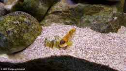 Aquarium einrichten mit Lamprologus ocellatus gold