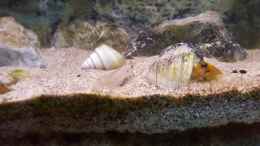Aquarium einrichten mit Neolamprologus brevis-Weibchen und Lamprologus
