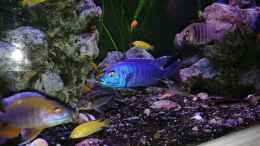 aquarium-von-irzzz-irzzz-see_Scianochromis fyrei Männchen