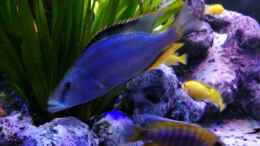 Aquarium einrichten mit Dimidiochromis compresiceps