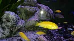 Aquarium einrichten mit Labidochromis caraeus
