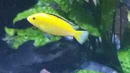 aquarium-von-uncas-mbuna-nonmbuna-echtstein-becken_Labidochromis Yellow